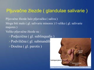 Pljuvačne žlezde ( glandulae salivarie )
Pljuvačne žlezde luče pljuvačku ( saliva )
Mogu biti male ( gl. salivarie minores ) I velike ( gl. salivarie
majores )
Velike pljuvačne žlezde su :
Podjezična ( gl. sublinqualis )
Podvilična ( gl. submandibularis )
Doušna ( gl. parotis )
 