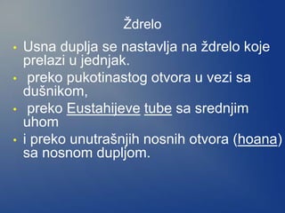 Ždrelo
• Usna duplja se nastavlja na ždrelo koje
prelazi u jednjak.
• preko pukotinastog otvora u vezi sa
dušnikom,
• preko Eustahijeve tube sa srednjim
uhom
• i preko unutrašnjih nosnih otvora (hoana)
sa nosnom dupljom.
 