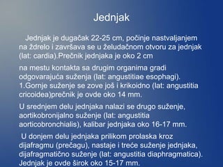 Jednjak
Jednjak je dugačak 22-25 cm, počinje nastvaljanjem
na ždrelo i završava se u želudačnom otvoru za jednjak
(lat: cardia).Prečnik jednjaka je oko 2 cm
na mestu kontakta sa drugim organima gradi
odgovarajuća suženja (lat: angustitiae esophagi).
1.Gornje suženje se zove još i krikoidno (lat: angustitia
cricoidea)prečnik je ovde oko 14 mm.
U srednjem delu jednjaka nalazi se drugo suženje,
aortikobronijalno suženje (lat: angustitia
aorticobronchialis), kalibar jednjaka oko 16-17 mm.
U donjem delu jednjaka prilikom prolaska kroz
dijafragmu (prečagu), nastaje i treće suženje jednjaka,
dijafragmatično suženje (lat: angustitia diaphragmatica).
Jednjak je ovde širok oko 15-17 mm.
 