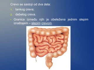 Crevo se sastoji od dva dela:
1. tankog creva;
2. debelog creva.
• Granica između njih je obeležena jednim slepim
izraštajem – slepim crevom.
 