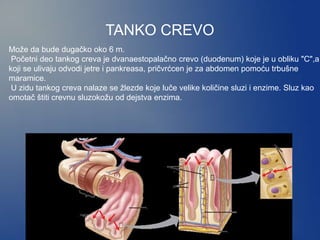 TANKO CREVO
Može da bude dugačko oko 6 m.
Početni deo tankog creva je dvanaestopalačno crevo (duodenum) koje je u obliku "C",a
koji se ulivaju odvodi jetre i pankreasa, pričvrćcen je za abdomen pomoću trbušne
maramice.
U zidu tankog creva nalaze se žlezde koje luče velike količine sluzi i enzime. Sluz kao
omotač štiti crevnu sluzokožu od dejstva enzima.
 