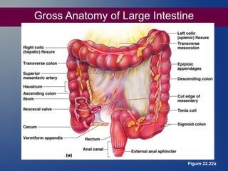 Gross Anatomy of Large Intestine
Figure 22.22a
 