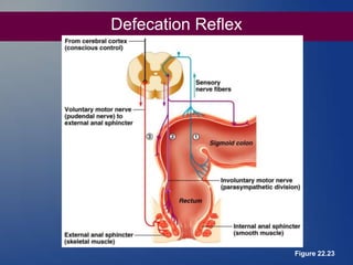 Defecation Reflex
Figure 22.23
 