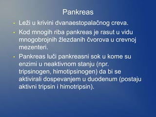Pankreas
• Leži u krivini dvanaestopalačnog creva.
• Kod mnogih riba pankreas je rasut u vidu
mnogobrojnih žlezdanih čvorova u crevnoj
mezenteri.
• Pankreas luči pankreasni sok u kome su
enzimi u neaktivnom stanju (npr.
tripsinogen, himotipsinogen) da bi se
aktivirali dospevanjem u duodenum (postaju
aktivni tripsin i himotripsin).
 