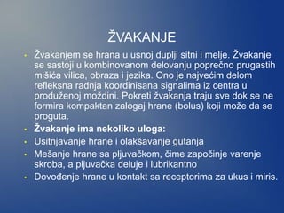 ŽVAKANJE
• Žvakanjem se hrana u usnoj duplji sitni i melje. Žvakanje
se sastoji u kombinovanom delovanju poprečno prugastih
mišića vilica, obraza i jezika. Ono je najvećim delom
refleksna radnja koordinisana signalima iz centra u
produženoj moždini. Pokreti žvakanja traju sve dok se ne
formira kompaktan zalogaj hrane (bolus) koji može da se
proguta.
• Žvakanje ima nekoliko uloga:
• Usitnjavanje hrane i olakšavanje gutanja
• Mešanje hrane sa pljuvačkom, čime započinje varenje
skroba, a pljuvačka deluje i lubrikantno
• Dovođenje hrane u kontakt sa receptorima za ukus i miris.
 