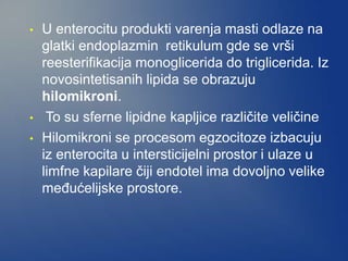 • U enterocitu produkti varenja masti odlaze na
glatki endoplazmin retikulum gde se vrši
reesterifikacija monoglicerida do triglicerida. Iz
novosintetisanih lipida se obrazuju
hilomikroni.
• To su sferne lipidne kapljice različite veličine
• Hilomikroni se procesom egzocitoze izbacuju
iz enterocita u intersticijelni prostor i ulaze u
limfne kapilare čiji endotel ima dovoljno velike
međućelijske prostore.
 