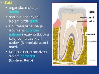 •

Zubi
• organska materija
dentin
• spolja su pokriveni
slojem tvrde gleđi.
• Unutrašnjost zuba je
ispunjena zubnom
pulpom (vezivno tkivo) u
kojoj se nalaze krvni
sudovi (ishranjuju zub) i
nervi.
• Koren zuba je pokriven
slojem cementa
(koštano tkivo)

gleđ
dentin
pulpa

cement

 
