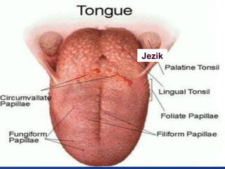 Jezik
•

.
Jezik

 