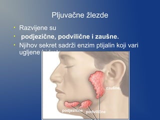 Pljuvačne žlezde
•
•
•

Razvijene su
podjezične, podvilične i zaušne.
Njihov sekret sadrži enzim ptijalin koji vari
ugljene hidrate.

zaušne.

podjezične podvilične

 