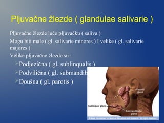 Pljuvačne žlezde ( glandulae salivarie )
Pljuvačne žlezde luče pljuvačku ( saliva )
Mogu biti male ( gl. salivarie minores ) I velike ( gl. salivarie
majores )
Velike pljuvačne žlezde su :
Podjezična ( gl. sublinqualis )
Podvilična ( gl. submandibularis )
Doušna ( gl. parotis )

 