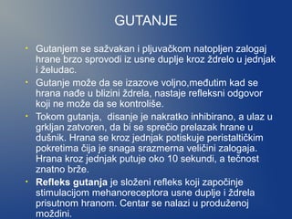 GUTANJE
•

•

•

•

Gutanjem se sažvakan i pljuvačkom natopljen zalogaj
hrane brzo sprovodi iz usne duplje kroz ždrelo u jednjak
i želudac.
Gutanje može da se izazove voljno,međutim kad se
hrana nađe u blizini ždrela, nastaje refleksni odgovor
koji ne može da se kontroliše.
Tokom gutanja, disanje je nakratko inhibirano, a ulaz u
grkljan zatvoren, da bi se sprečio prelazak hrane u
dušnik. Hrana se kroz jednjak potiskuje peristaltičkim
pokretima čija je snaga srazmerna veličini zalogaja.
Hrana kroz jednjak putuje oko 10 sekundi, a tečnost
znatno brže.
Refleks gutanja je složeni refleks koji započinje
stimulacijom mehanoreceptora usne duplje i ždrela
prisutnom hranom. Centar se nalazi u produženoj
moždini.

 