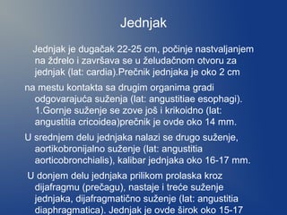 Jednjak
Jednjak je dugačak 22-25 cm, počinje nastvaljanjem
na ždrelo i završava se u želudačnom otvoru za
jednjak (lat: cardia).Prečnik jednjaka je oko 2 cm
na mestu kontakta sa drugim organima gradi
odgovarajuća suženja (lat: angustitiae esophagi).
1.Gornje suženje se zove još i krikoidno (lat:
angustitia cricoidea)prečnik je ovde oko 14 mm.
U srednjem delu jednjaka nalazi se drugo suženje,
aortikobronijalno suženje (lat: angustitia
aorticobronchialis), kalibar jednjaka oko 16-17 mm.
U donjem delu jednjaka prilikom prolaska kroz
dijafragmu (prečagu), nastaje i treće suženje
jednjaka, dijafragmatično suženje (lat: angustitia
diaphragmatica). Jednjak je ovde širok oko 15-17

 