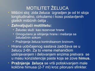 MOTILITET ŽELUCA

•

•

Mišićni sloj zida želuca izgradjen je od tri sloja
longitudinalno, cirkularno i koso postavljenih
glatkih mišićnih ćelija .
Zahvaljujući motilitetu:
• Želudac služi kao rezervoar hrane
• Omogućeno je sitnjenje hrane i mešanje sa
želudačnin sokom
• Pražnjenje želuca kontrolisanom brzinom.

•

•

Hrana uobičajenog sastava zadržava se u
želucu 2-6h. Za to vreme mehaničkim
usitnjavanjem i delovanjem enzima pretvara se
u masu konzistencije paste koja se zove himus.
Pražnjenje želuca se vrši potiskivanjem male
količine himusa (2-7 ml) kroz pilorusni sfinkter.

 