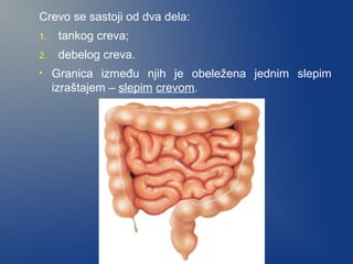 Crevo se sastoji od dva dela:
1.

tankog creva;

2.

debelog creva.

•

Granica između njih je obeležena jednim slepim
izraštajem – slepim crevom.

 