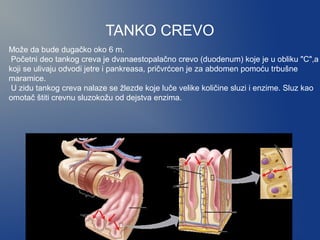 TANKO CREVO
Može da bude dugačko oko 6 m.
Početni deo tankog creva je dvanaestopalačno crevo (duodenum) koje je u obliku "C",a
koji se ulivaju odvodi jetre i pankreasa, pričvrćcen je za abdomen pomoću trbušne
maramice.
U zidu tankog creva nalaze se žlezde koje luče velike količine sluzi i enzime. Sluz kao
omotač štiti crevnu sluzokožu od dejstva enzima.

 