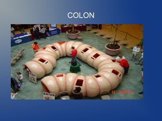 COLON

 
