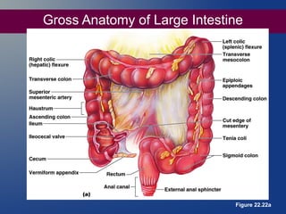 Gross Anatomy of Large Intestine

Figure 22.22a

 