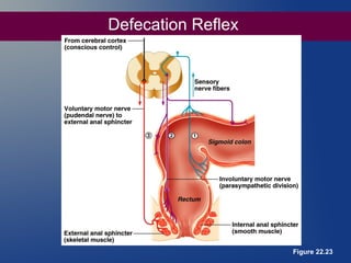 Defecation Reflex

Figure 22.23

 