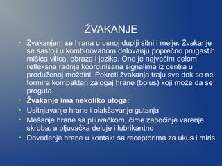 ŽVAKANJE
•

•
•
•
•

Žvakanjem se hrana u usnoj duplji sitni i melje. Žvakanje
se sastoji u kombinovanom delovanju poprečno prugastih
mišića vilica, obraza i jezika. Ono je najvećim delom
refleksna radnja koordinisana signalima iz centra u
produženoj moždini. Pokreti žvakanja traju sve dok se ne
formira kompaktan zalogaj hrane (bolus) koji može da se
proguta.
Žvakanje ima nekoliko uloga:
Usitnjavanje hrane i olakšavanje gutanja
Mešanje hrane sa pljuvačkom, čime započinje varenje
skroba, a pljuvačka deluje i lubrikantno
Dovođenje hrane u kontakt sa receptorima za ukus i miris.

 