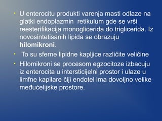•

•
•

U enterocitu produkti varenja masti odlaze na
glatki endoplazmin retikulum gde se vrši
reesterifikacija monoglicerida do triglicerida. Iz
novosintetisanih lipida se obrazuju
hilomikroni.
To su sferne lipidne kapljice različite veličine
Hilomikroni se procesom egzocitoze izbacuju
iz enterocita u intersticijelni prostor i ulaze u
limfne kapilare čiji endotel ima dovoljno velike
međućelijske prostore.

 