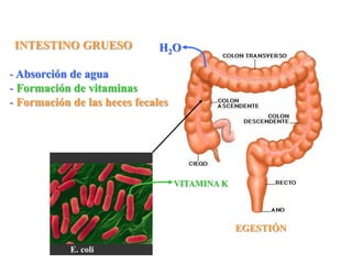 INTESTINO GRUESO             H2O

- Absorción de agua
- Formación de vitaminas
- Formación de las heces fecales




                                   VITAMINA K




                                                EGESTIÓN

            E. coli
 