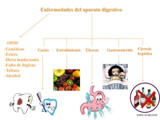 Enfermedades del aparato digestivo




 causas
-Genéticas        Caries   Estreñimiento   Úlceras   Gastroenteritis   Cirrosis
-Estrés                                                                hepática
-Dieta inadecuada
-Falta de higiene
-Tabaco
-Alcohol
 