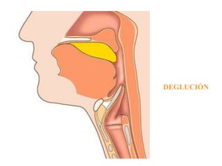DEGLUCIÓN
 