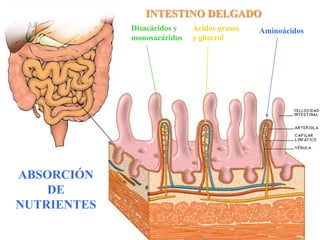 INTESTINO DELGADO
             Disacáridos y   Ácidos grasos   Aminoácidos
             monosacáridos   y glicerol




ABSORCIÓN
    DE
NUTRIENTES
 