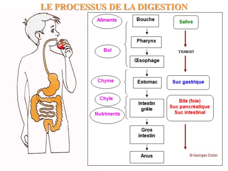 Tableau Des étapes De La Digestion Digestivo