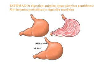 ESTÓMAGO: digestión química (jugo gástrico: peptidasas)
Movimientos peristálticos: digestión mecánica
 