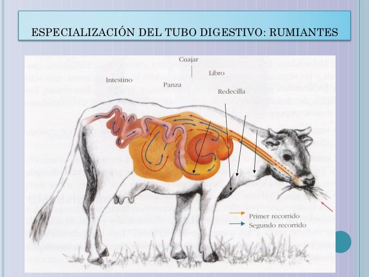 Digestión en Animales