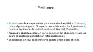 Peritoneo.
• Parietal: membrana que reviste paredes abdomino-pélvica. El visceral,
cubre algunos órganos. El espacio que existe entre los 2 peritoneos,
contiene líquido y es la cavidad peritoneal. (Ascitis) (Peritonitis)
• Riñones y páncreas están en parte posterior del abdomen y sólo los
cubre el peritoneo parietal: son retroperitoneales.
• El peritoneo en IRC: puede filtrar la sangre y remplazar al riñón.
 
