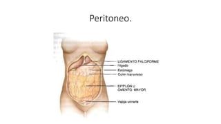 Peritoneo.
 