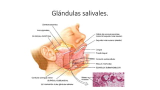 Glándulas salivales.
 