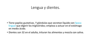 Lengua y dientes.
• Tiene papilas gustativas. Y glándulas que secretan líquido con lipasa
lingual que digerir los triglicéridos; empieza a actuar en el estómago
en medio ácido.
• Dientes son 32 en el adulto, trituran los alimentos y mezcla con saliva.
 