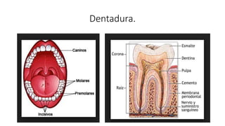Dentadura.
 