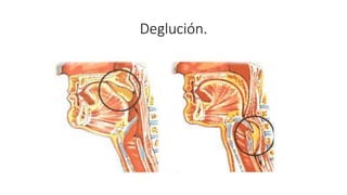 Deglución.
 