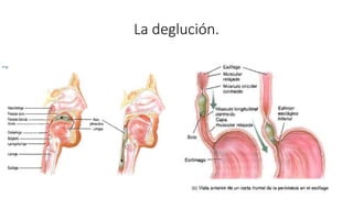 La deglución.
 