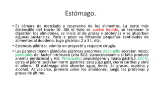 Estómago.
• Es cámara de mezclado y reservorio de los alimentos. La parte más
distensible del tracto GI. Allí el bolo se vuelve líquido, se terminan la
digestión los almidones, se inicia al de grasas y proteínas y se absorben
algunas sustancias. Poco a poco va forzando pequeñas cantidades de
alimentos al duodeno. Jugo gástrico: 2 a 3 L. día.
• Estenosis pilórica: vómito en proyectil y requiere cirugía.
• Las paredes tienen glándulas gástricas exocrinas: del cuello secretan moco;
parietales del factor intrínseco (vita B12: cianocobalamina si falta produce
anemia perniciosa) y Hcl. Principales: pepsinógeno y lipasa gástrica. Cél G,
cerca al píloro: secretan horm gastrina: saca jugo gást, cierra cardias y abre
el píloro. El estómago sólo absorbe agua, iones, ác grasos, aspirina y
alcohol. Al vaciarse, primero salen los almidones, luego las proteínas y
grasas de último.
 