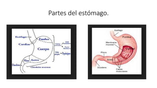 Partes del estómago.
 