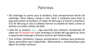 Páncreas.
• Del estómago el quimo pasa al duodeno. Está retroperitoneal detrás del
estómago. Tiene cabeza, cuerpo y cola. Tiene 2 conductos para llevar el
jugo pancreático al duodeno: el mayor de Wirsung y el menor se Santorini.
Si el de Wirsung se une al colédoco forman la ampolla de Vater y tiene un
esfínter a la salida: esfínter de Oddi.
• Cada día se produce 1,5 L. jugo pancreát que contiene: bicarbonato de
sodio con Ph alcalino de 8 que amortigua la acides del jugo gástrico, frena
la pepsina del estómago y favorece enzimas del intestino delg.
• Trae amilasa: almidones; tripsina, quimotripsina y elastasa para proteínas;
lipasa pancreática para triglicéridos. Ribonucleasa y desoxinucleasa para
digerir los ácidos nucleicos.
 