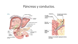 Páncreas y conductos.
 