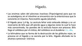 Hígado.
• Las enzimas salen del páncreas inactivas (Tripsinógeno) para que no
se autodigiera; en el intestino se encuentra con la enterocinasa que la
convierte en tripsina. Pancreatitis aguda (alcohol).
• El hígado pesa 1,4 Kg. La vesícula biliar está colocada debajo y es un
reservorio de bilis que allí pierde agua y algunos iones lo cual la hace
más concentrada, las paredes de la vesícula hacen ese proceso. Bilis
llega al colédoco por el cístico, del colédoco va al duodeno: 1 L. día.
• La bilirrubina que se forma de la destrucción de los glóbulos rojos, se
procesa en el hígado y se excreta por la bilis. Hígado afectado no la
alcanza a procesar: ictericia.
 