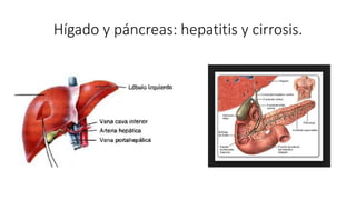 Hígado y páncreas: hepatitis y cirrosis.
 