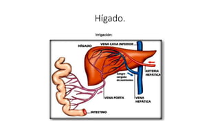 Hígado.
 