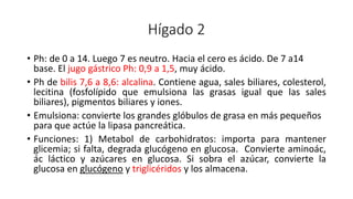 Hígado 2
• Ph: de 0 a 14. Luego 7 es neutro. Hacia el cero es ácido. De 7 a14
base. El jugo gástrico Ph: 0,9 a 1,5, muy ácido.
• Ph de bilis 7,6 a 8,6: alcalina. Contiene agua, sales biliares, colesterol,
lecitina (fosfolípido que emulsiona las grasas igual que las sales
biliares), pigmentos biliares y iones.
• Emulsiona: convierte los grandes glóbulos de grasa en más pequeños
para que actúe la lipasa pancreática.
• Funciones: 1) Metabol de carbohidratos: importa para mantener
glicemia; si falta, degrada glucógeno en glucosa. Convierte aminoác,
ác láctico y azúcares en glucosa. Si sobra el azúcar, convierte la
glucosa en glucógeno y triglicéridos y los almacena.
 
