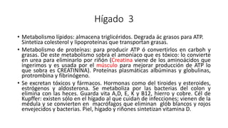 Hígado 3
• Metabolismo lípidos: almacena triglicéridos. Degrada ác grasos para ATP.
Sintetiza colesterol y lipoproteínas que transportan grasas.
• Metabolismo de proteínas: para producir ATP ó convertirlos en carboh y
grasas. De este metabolismo sobra el amoníaco que es tóxico: lo convierte
en urea para eliminarlo por riñón (Creatina viene de los aminoácidos que
ingerimos y es usada por el músculo para mejorar producción de ATP lo
que sobra es CREATININA). Proteínas plasmáticas albúminas y globulinas,
protrombina y fibrinógeno.
• Se excretan tóxicos y fármacos. Hormonas como del tiroides y esteroides,
estrógenos y aldosterona. Se metaboliza por las bacterias del colon y
elimina con las heces. Guarda vita A,D, E, K y B12, hierro y cobre. Cél de
Kupffer: existen sólo en el hígado al que cuidan de infecciones; vienen de la
médula y se convierten en macrófagos que eliminan glób blancos y rojos
envejecidos y bacterias. Piel, hígado y riñones sintetizan vitamina D.
 