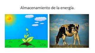 Almacenamiento de la energía.
 
