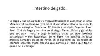 Intestino delgado.
• Es largo y sus vellosidades y microvellosidades le aumentan el área.
Mide 6,5 mt en el cadáver y 3 mt es el vivo donde el tono muscular lo
mantiene encogido. Duodeno: 12 traveses de dedo. Yeyuno: 1 mt.
Íleon: 2mt de largo y termina en el ciego. Tiene células y glándulas
que secretan moco y jugo intestinal; otras secretan lisozimas
bactericidas y son fagocíticas. En el íleon hay ganglios linfáticos
grandes llamados placas de Peyer. En el duodeno las ´glándulas de
Brunner secretan moco alcalino que controla el ácido que trae el
quimo del estómago.
 