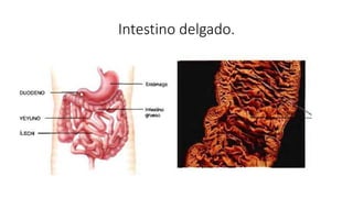 Intestino delgado.
 